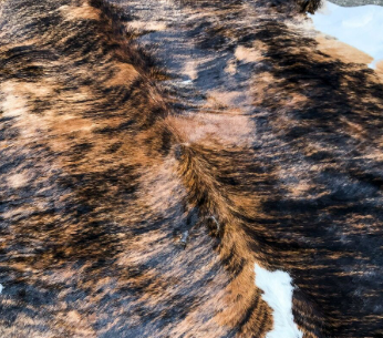 8 Buckle Display with (2) 8x10 Picture Frames - Many Backgrounds Available image 3